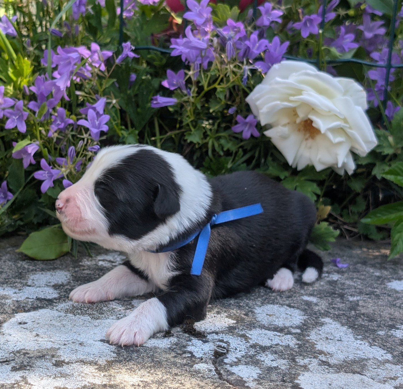 Des gardes champetres - Chiots disponibles - Bearded Collie