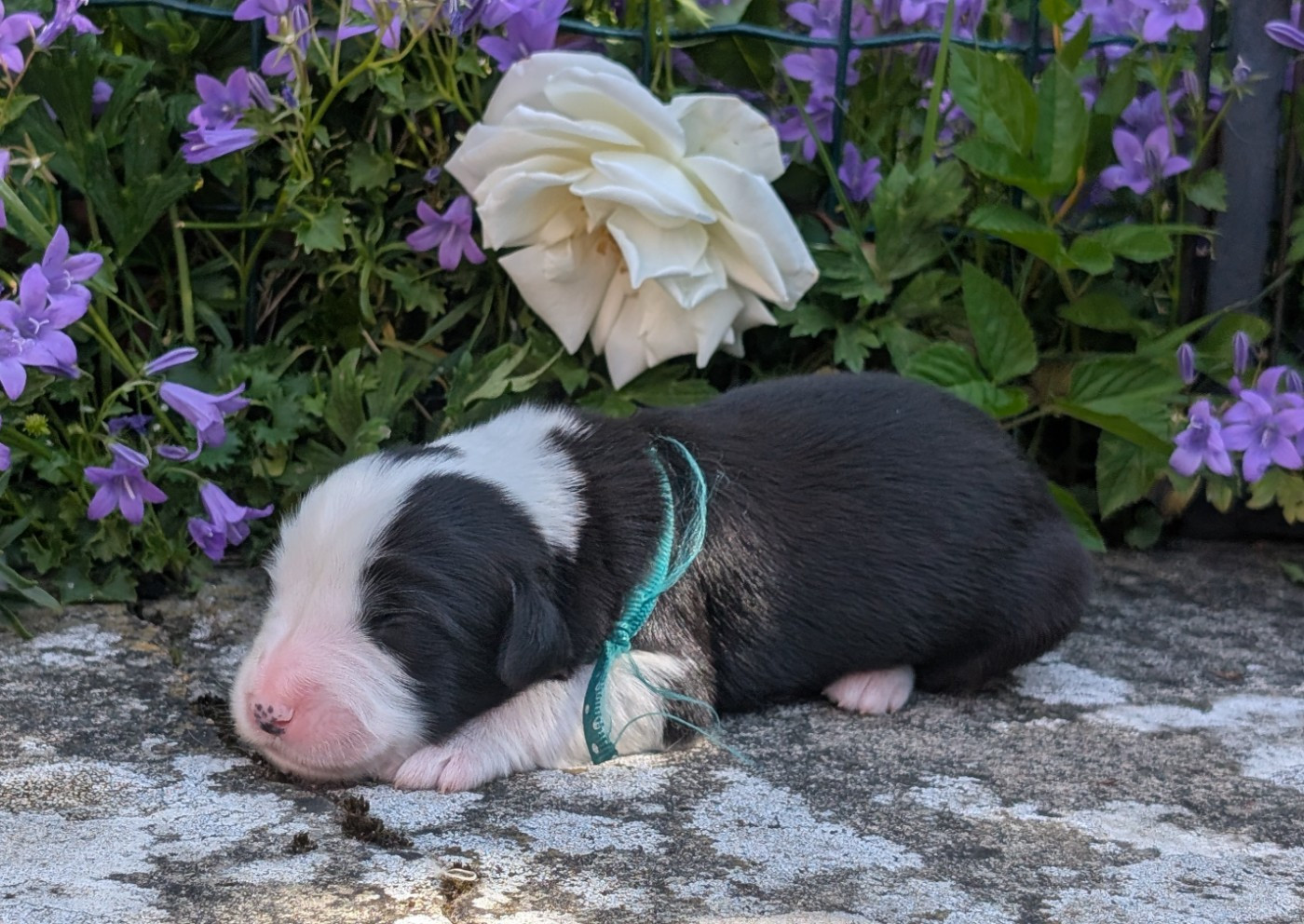Des gardes champetres - Chiots disponibles - Bearded Collie