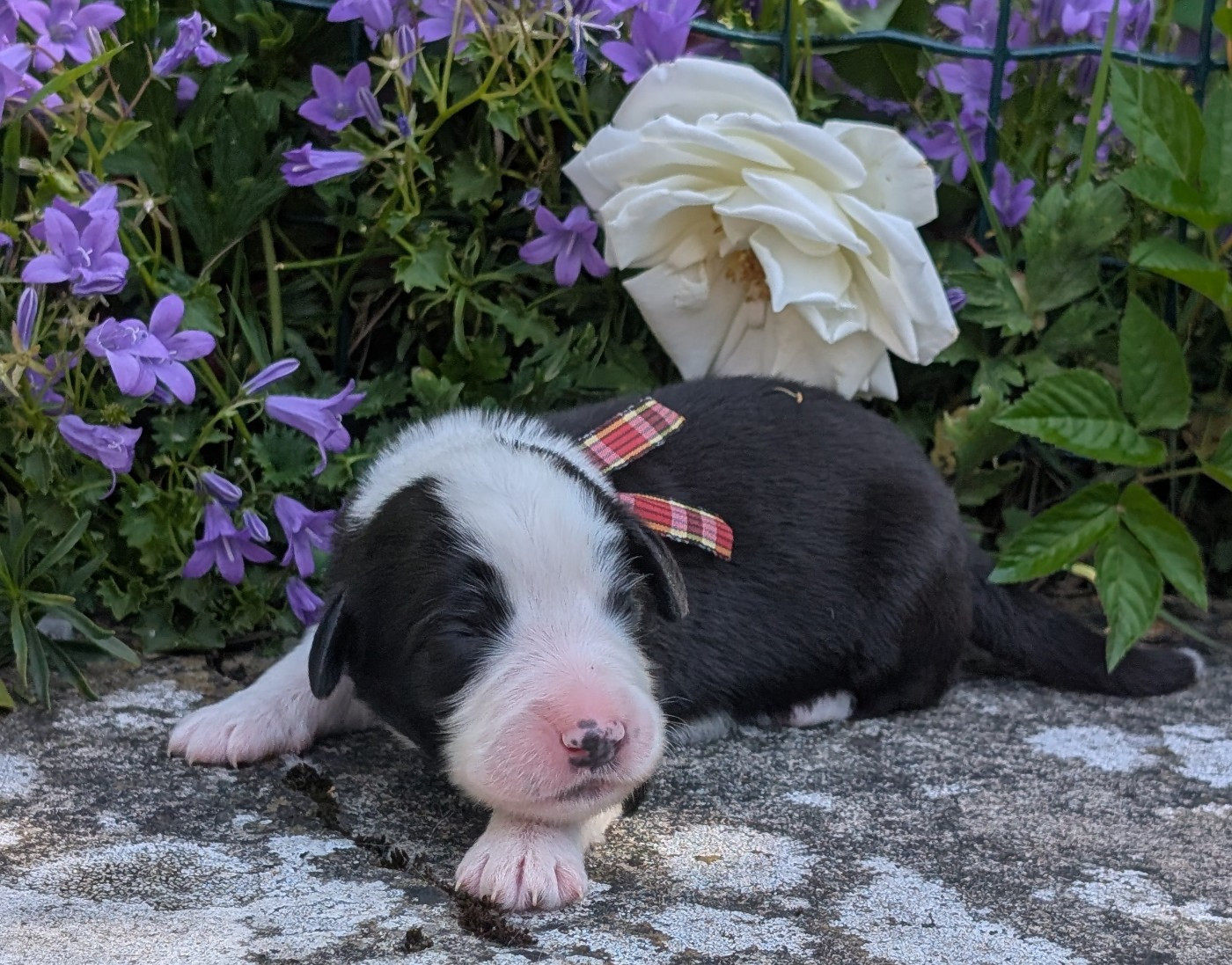 Des gardes champetres - Chiots disponibles - Bearded Collie
