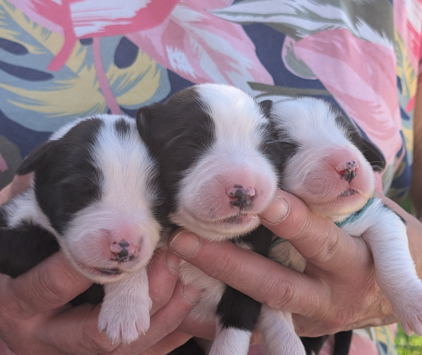 Chiot Bearded Collie Des gardes champetres