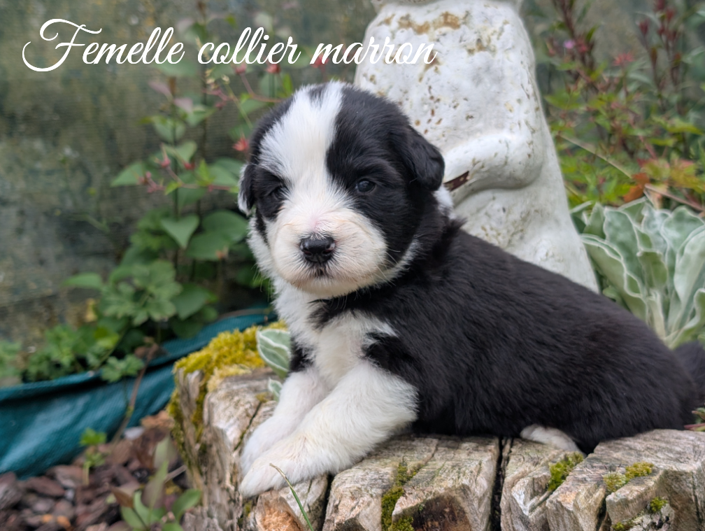 Des gardes champetres - Chiots disponibles - Bearded Collie