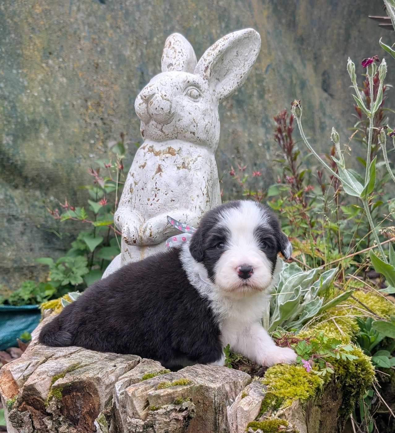 Des gardes champetres - Chiots disponibles - Bearded Collie