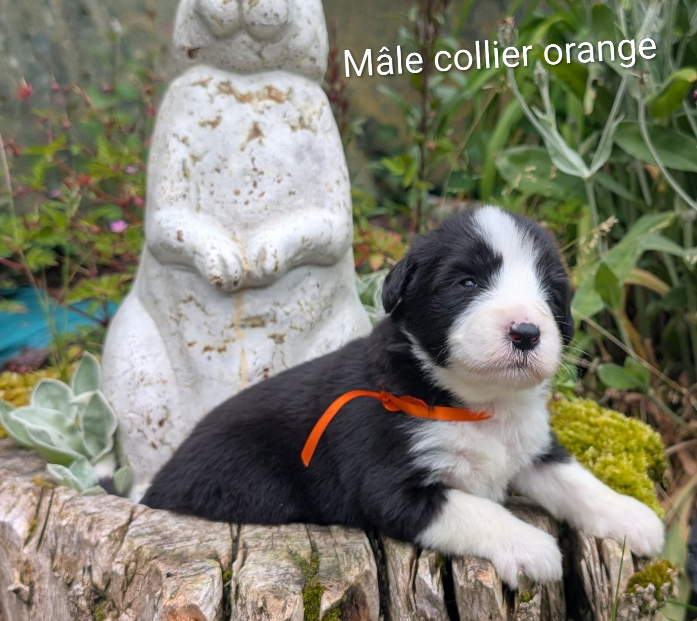 Des gardes champetres - Chiots disponibles - Bearded Collie