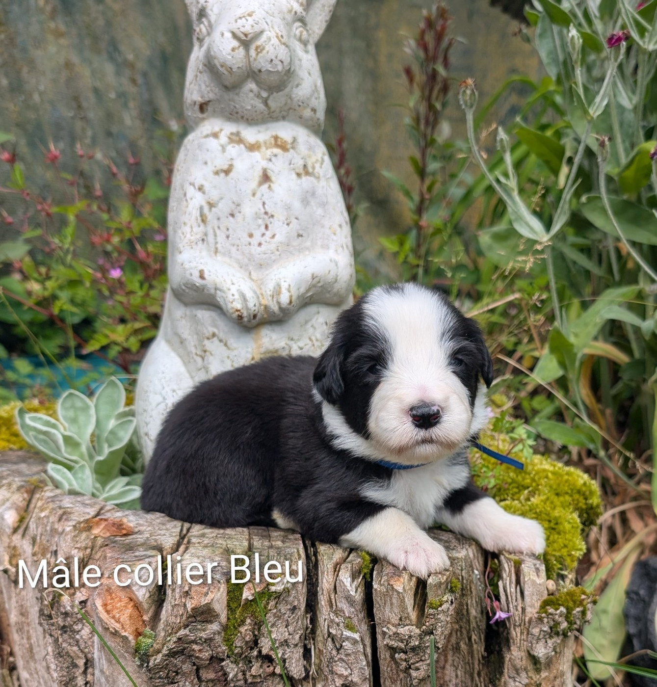 Des gardes champetres - Chiots disponibles - Bearded Collie