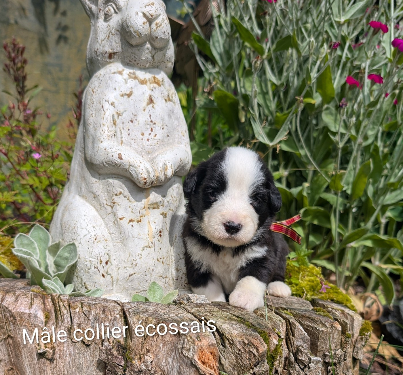 Des gardes champetres - Chiots disponibles - Bearded Collie