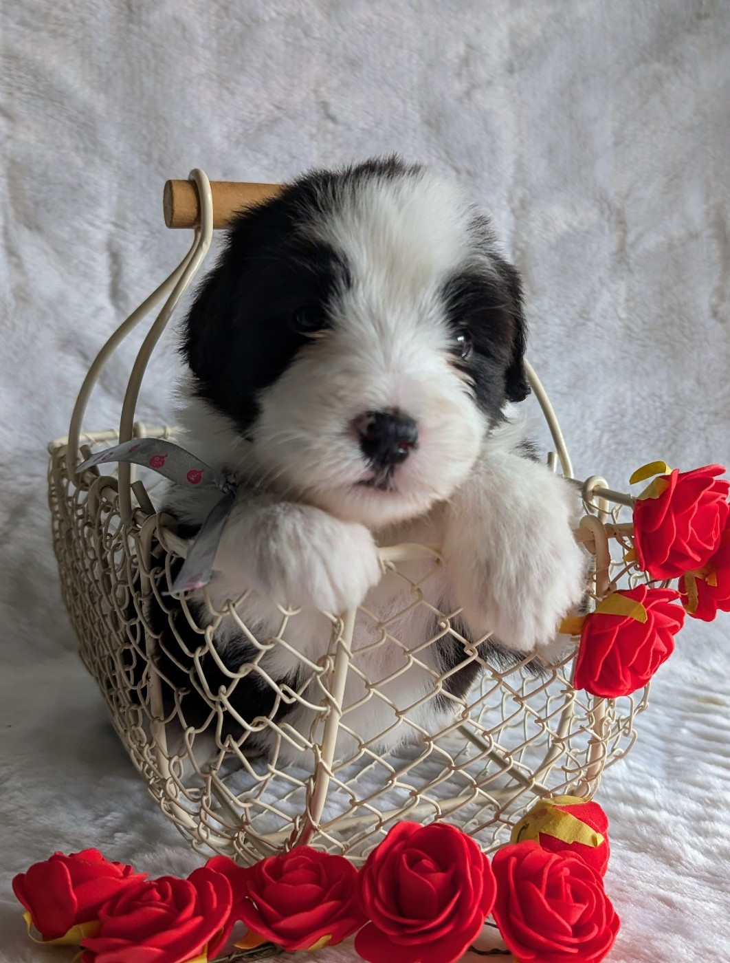 Des gardes champetres - Chiots disponibles - Bearded Collie