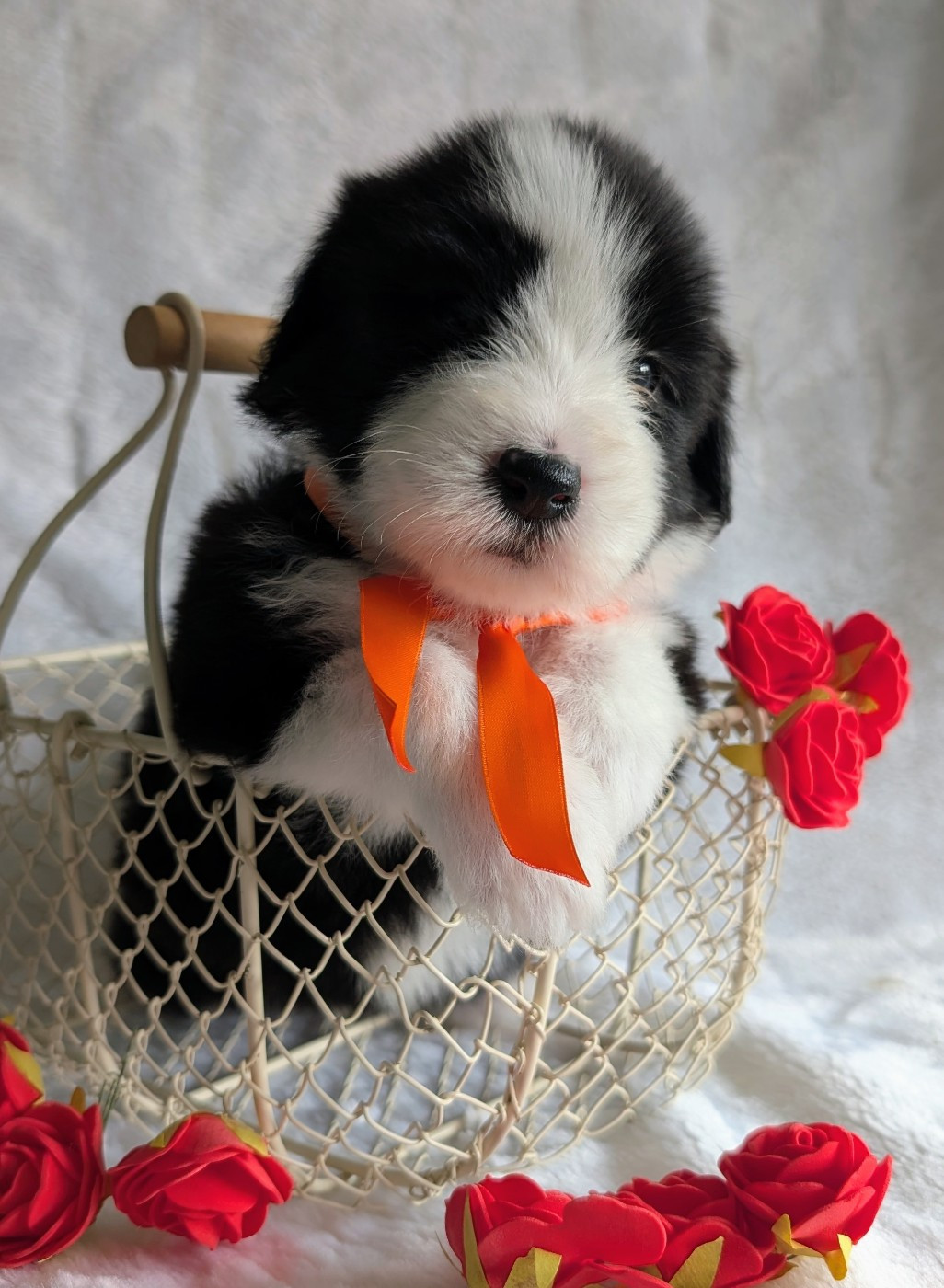 Des gardes champetres - Chiots disponibles - Bearded Collie