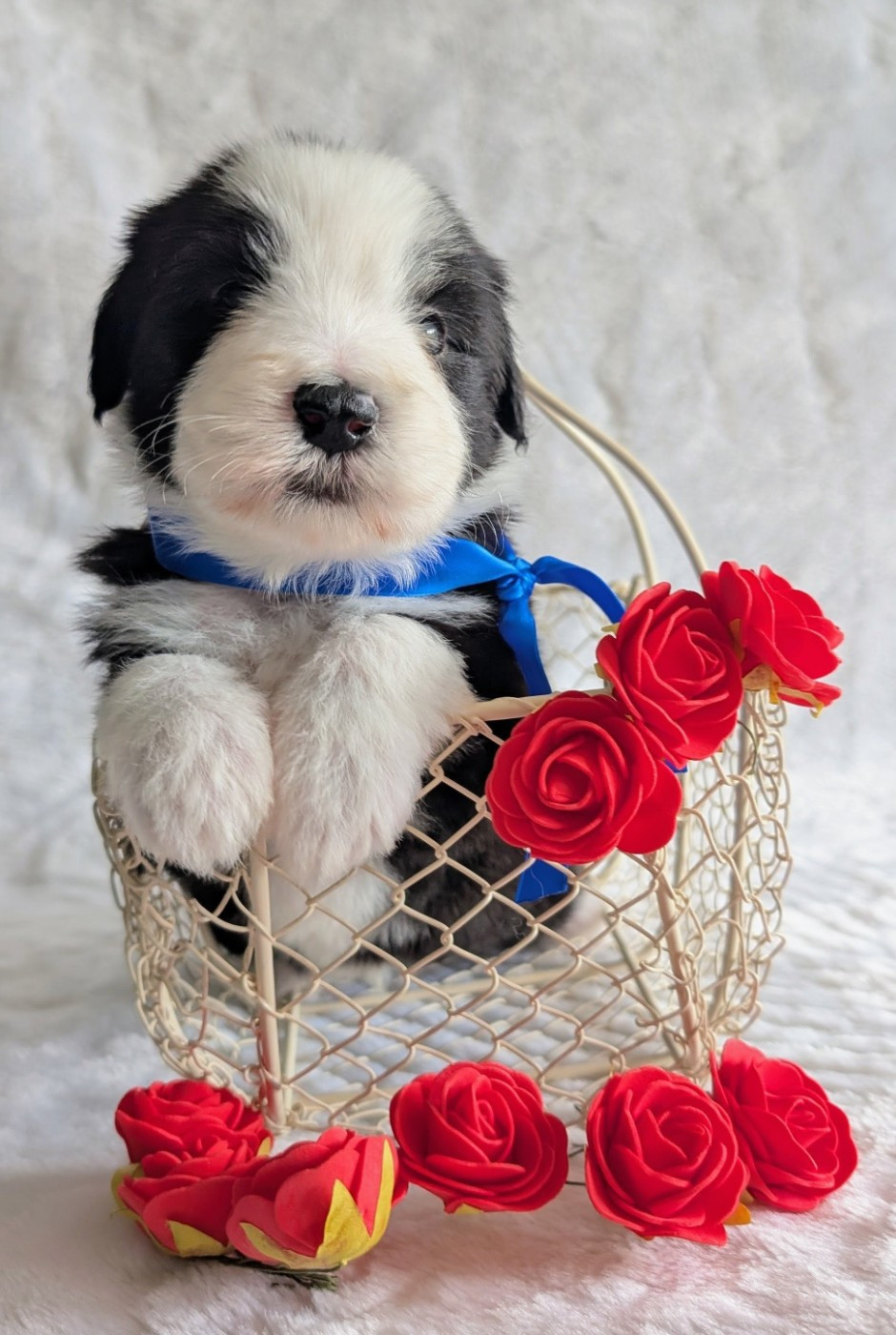 Des gardes champetres - Chiots disponibles - Bearded Collie