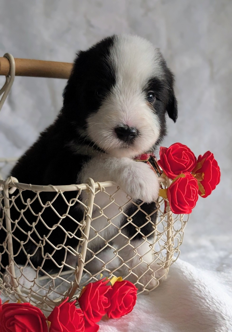 Des gardes champetres - Chiots disponibles - Bearded Collie