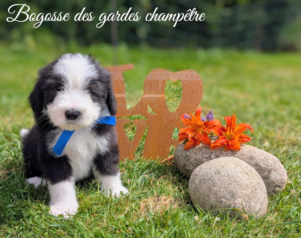 Des gardes champetres - Chiots disponibles - Bearded Collie