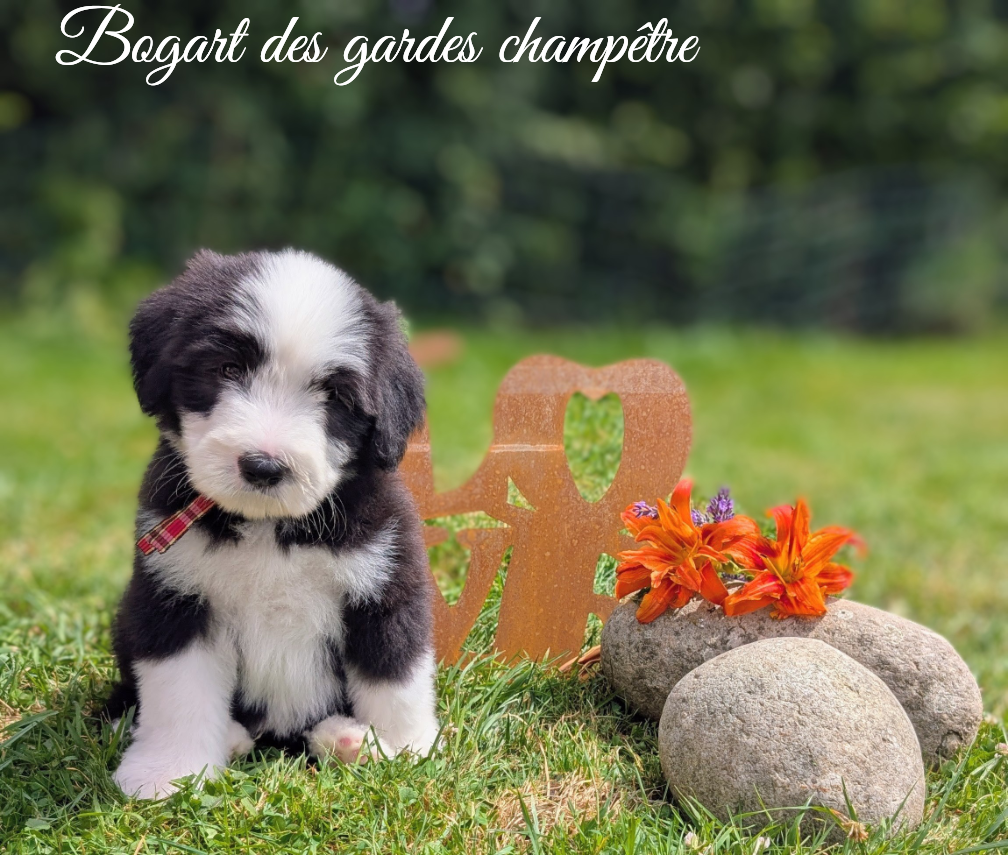 Des gardes champetres - Chiots disponibles - Bearded Collie