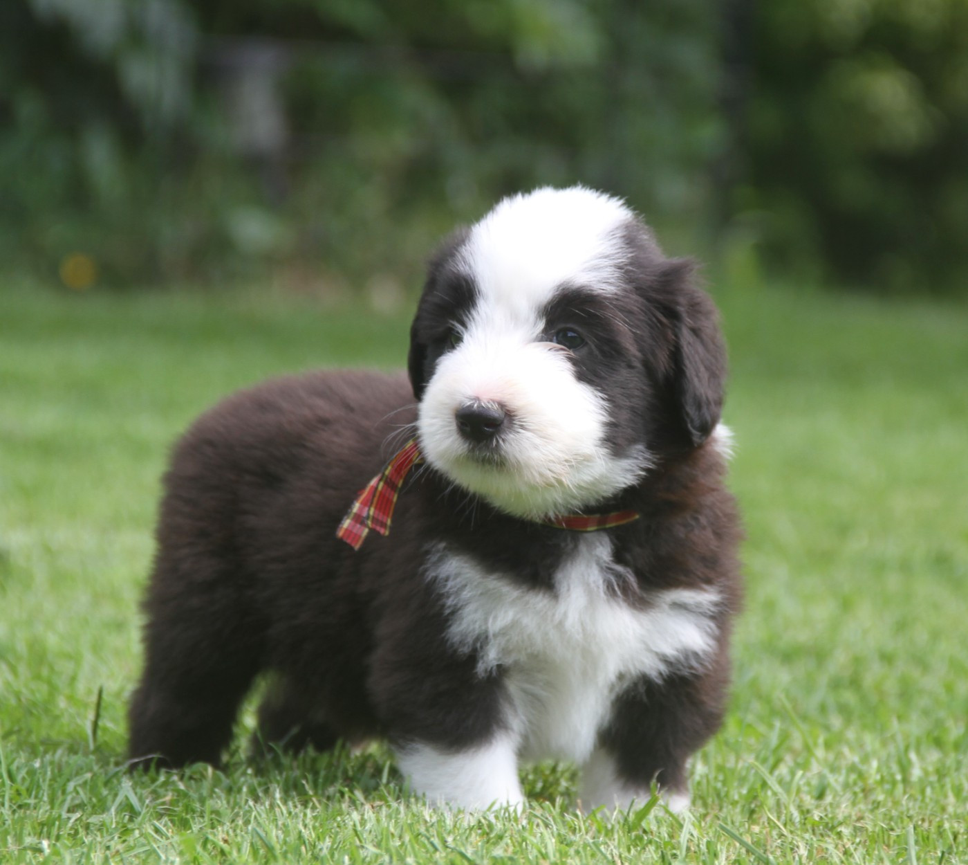 Chiot Bearded Collie Des gardes champetres