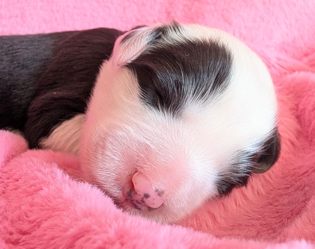 CHIOT