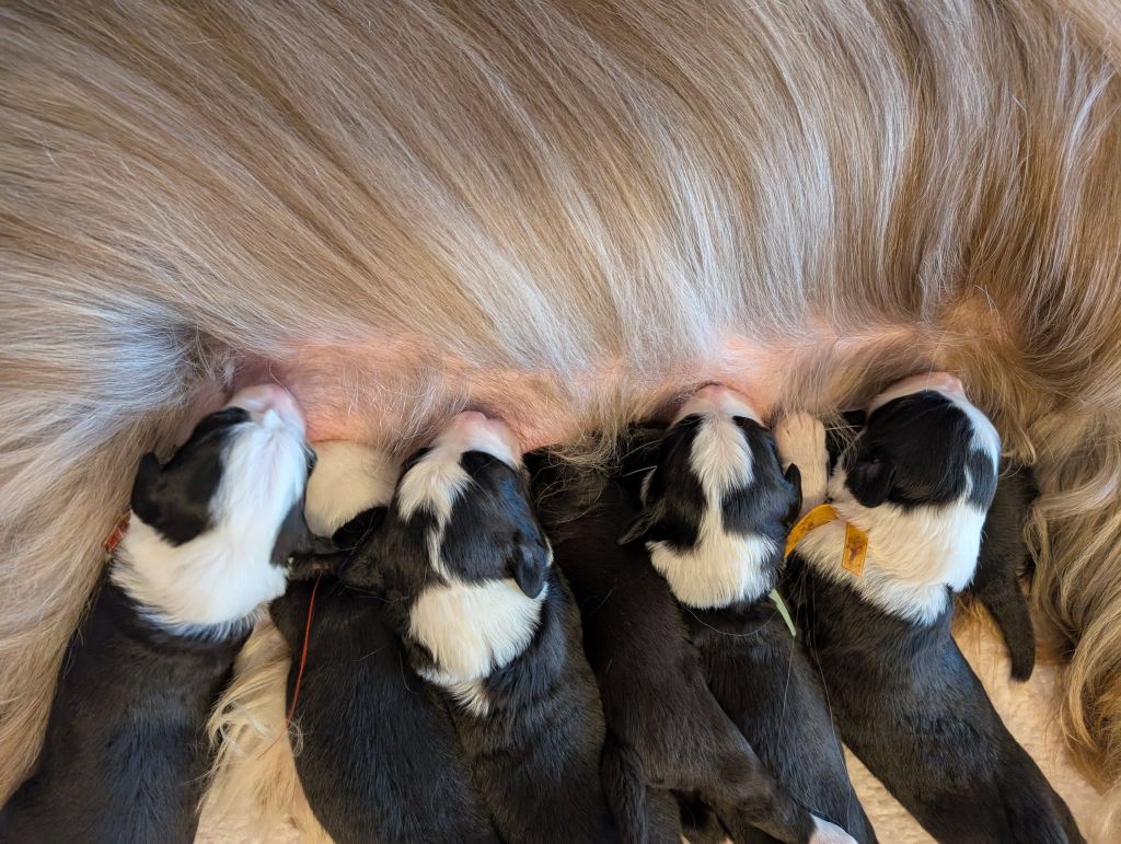Des gardes champetres - Chiots disponibles - Bearded Collie