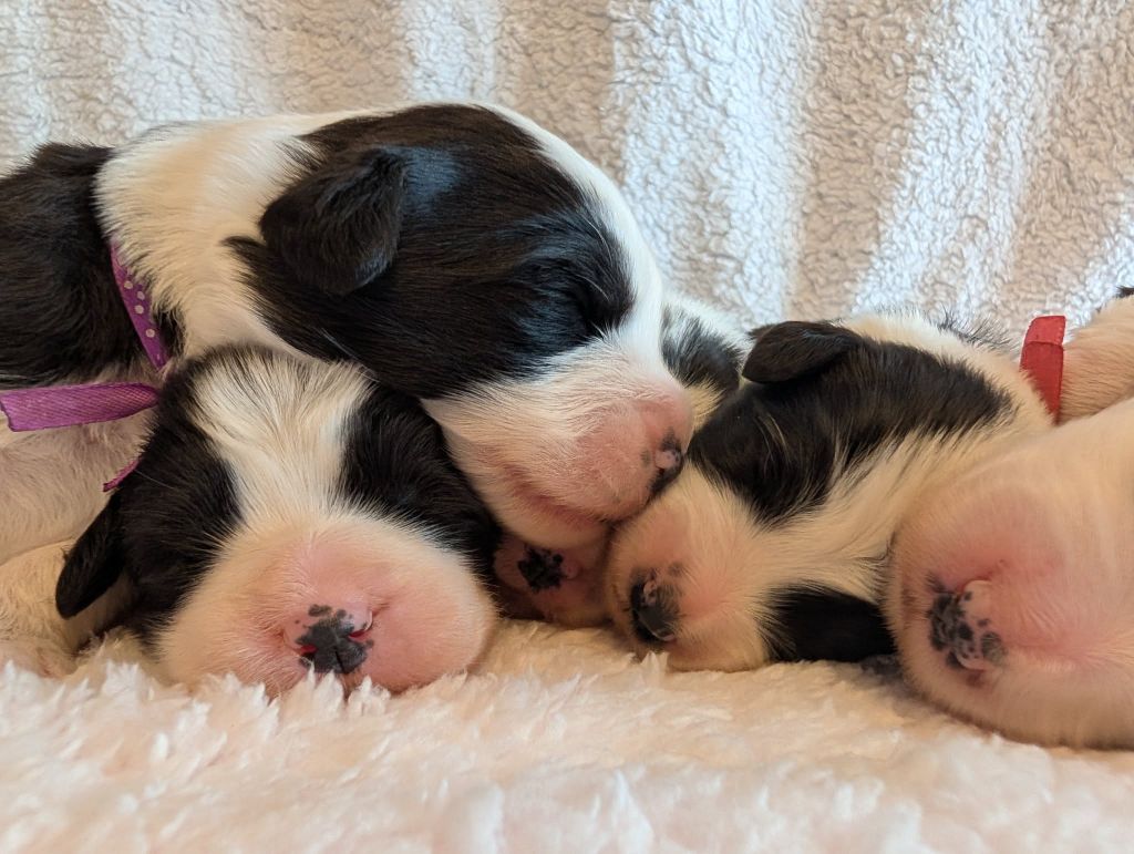 Des gardes champetres - Chiots disponibles - Bearded Collie
