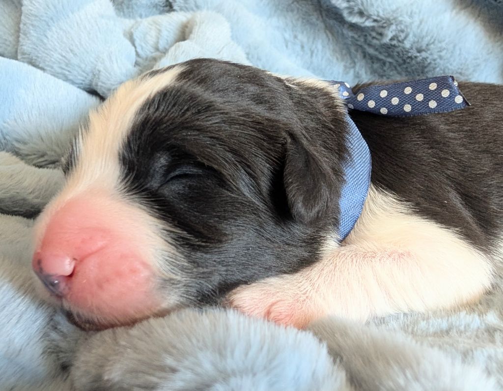 Des gardes champetres - Chiots disponibles - Bearded Collie