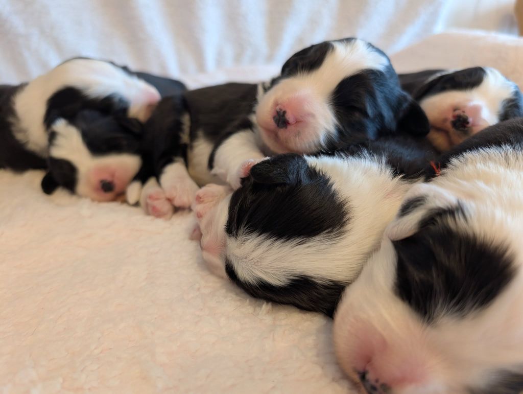 Des gardes champetres - Chiots disponibles - Bearded Collie