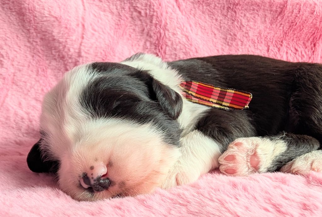 CHIOT collier écossais 