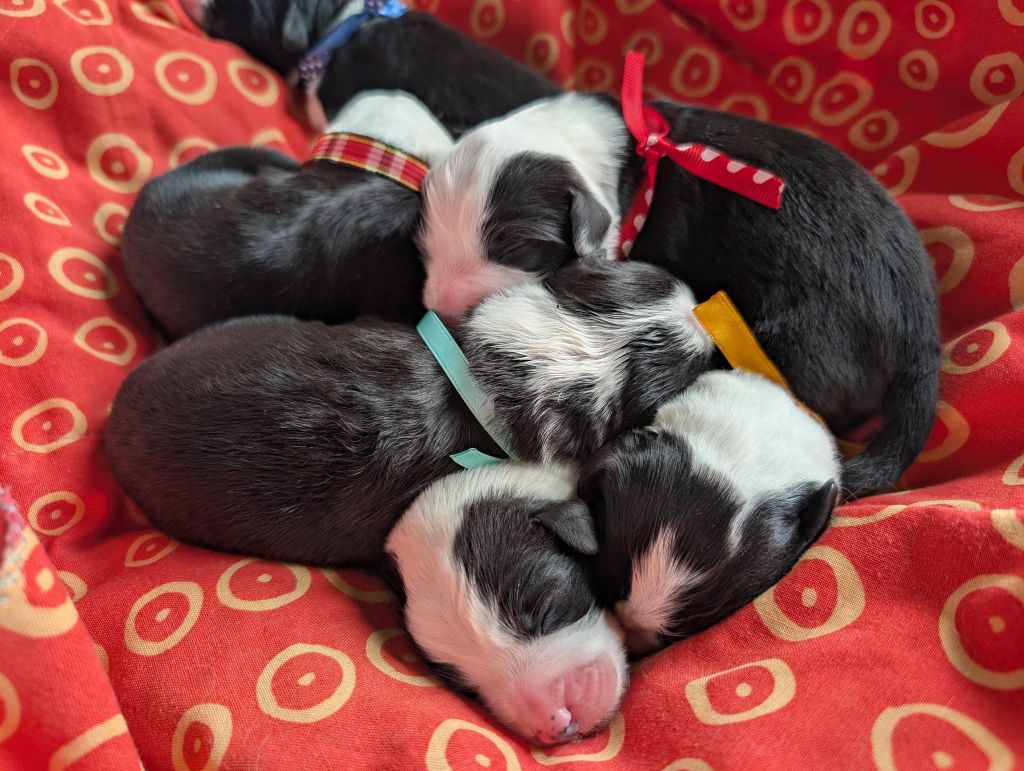 Des gardes champetres - Chiots disponibles - Bearded Collie