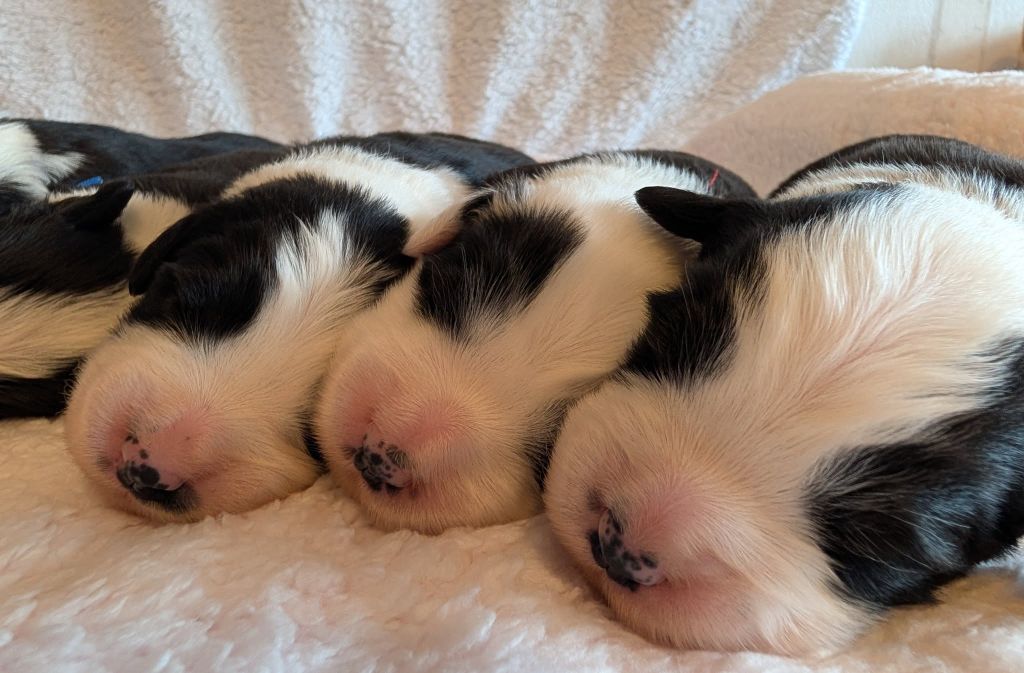Des gardes champetres - Chiots disponibles - Bearded Collie