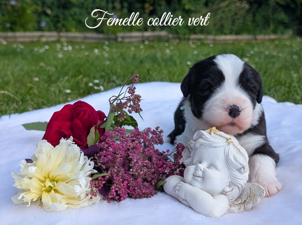 Des gardes champetres - Chiots disponibles - Bearded Collie