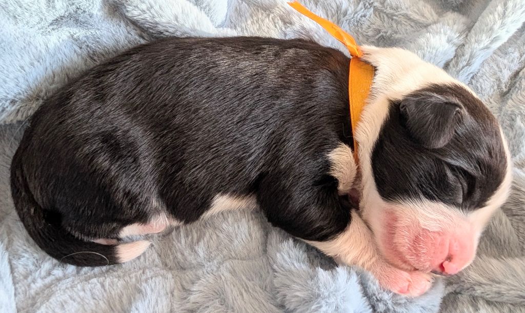Des gardes champetres - Chiots disponibles - Bearded Collie