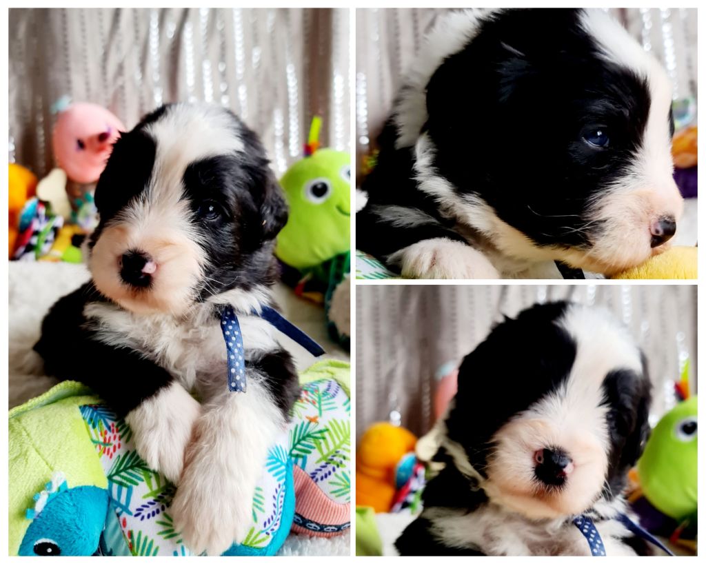 Des gardes champetres - Bearded Collie - Portée née le 03/03/2023