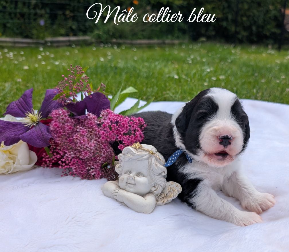 Des gardes champetres - Chiots disponibles - Bearded Collie