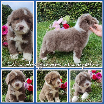 CHIOT