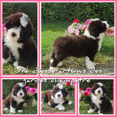 CHIOT