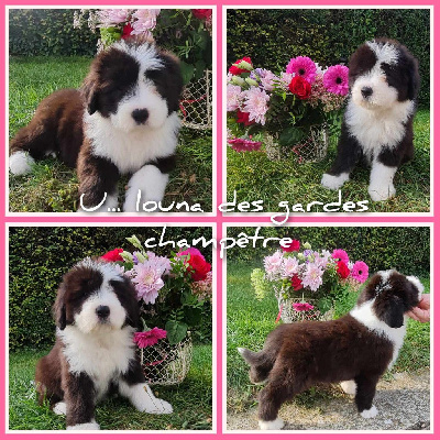 CHIOT