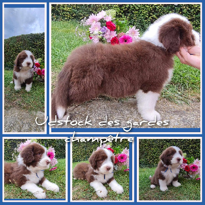 CHIOT