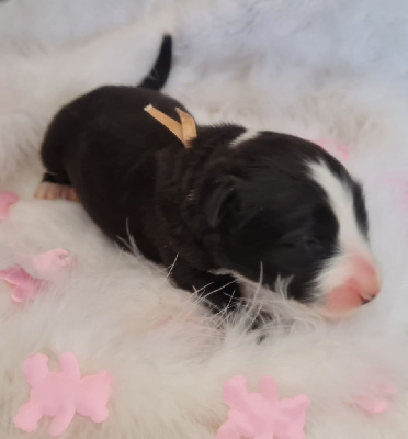 CHIOT 6