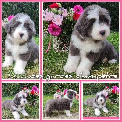 CHIOT