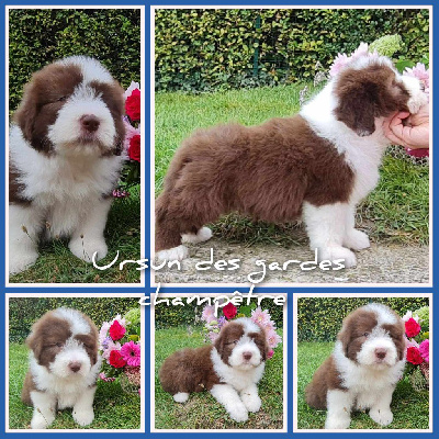 CHIOT