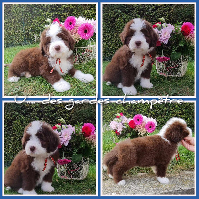 CHIOT