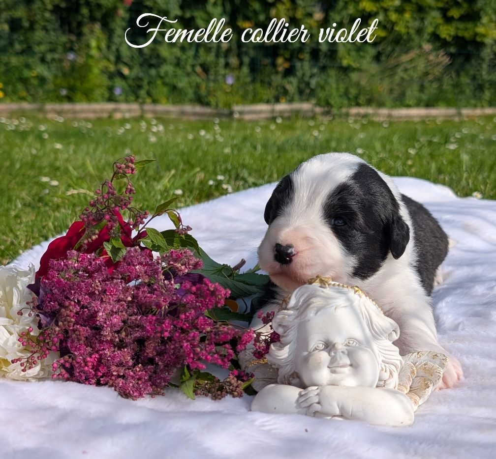 Des gardes champetres - Chiots disponibles - Bearded Collie