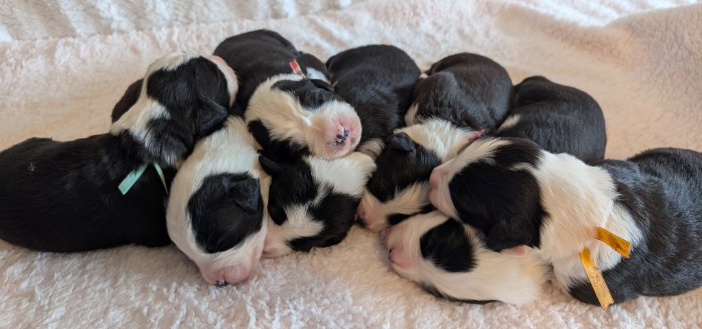 Des gardes champetres - Chiots disponibles - Bearded Collie