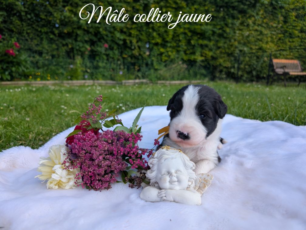 Des gardes champetres - Chiots disponibles - Bearded Collie