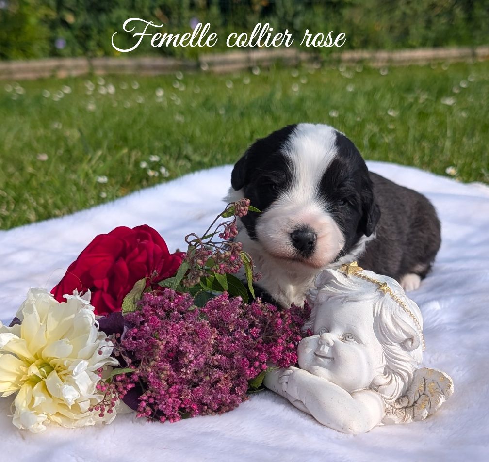 Des gardes champetres - Chiots disponibles - Bearded Collie