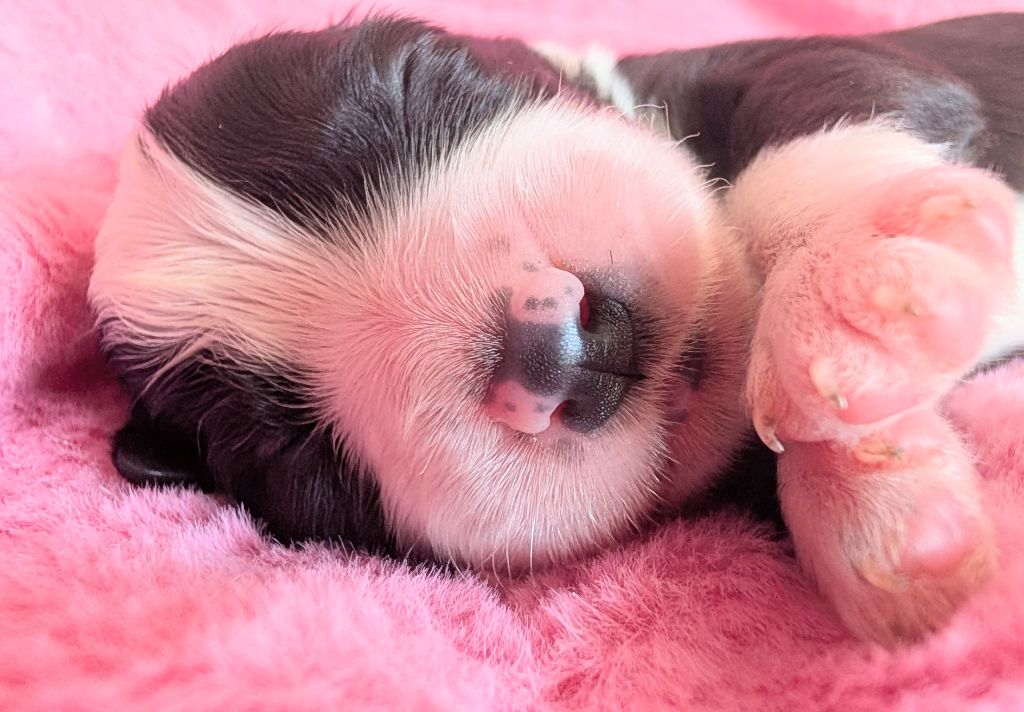 Des gardes champetres - Chiots disponibles - Bearded Collie