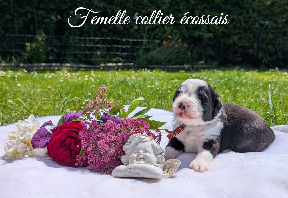 Des gardes champetres - Chiots disponibles - Bearded Collie