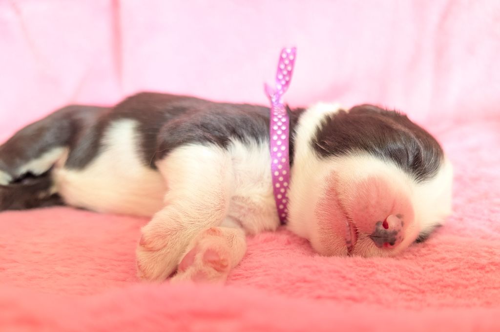 Des gardes champetres - Chiots disponibles - Bearded Collie