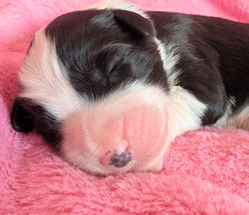 Des gardes champetres - Chiots disponibles - Bearded Collie