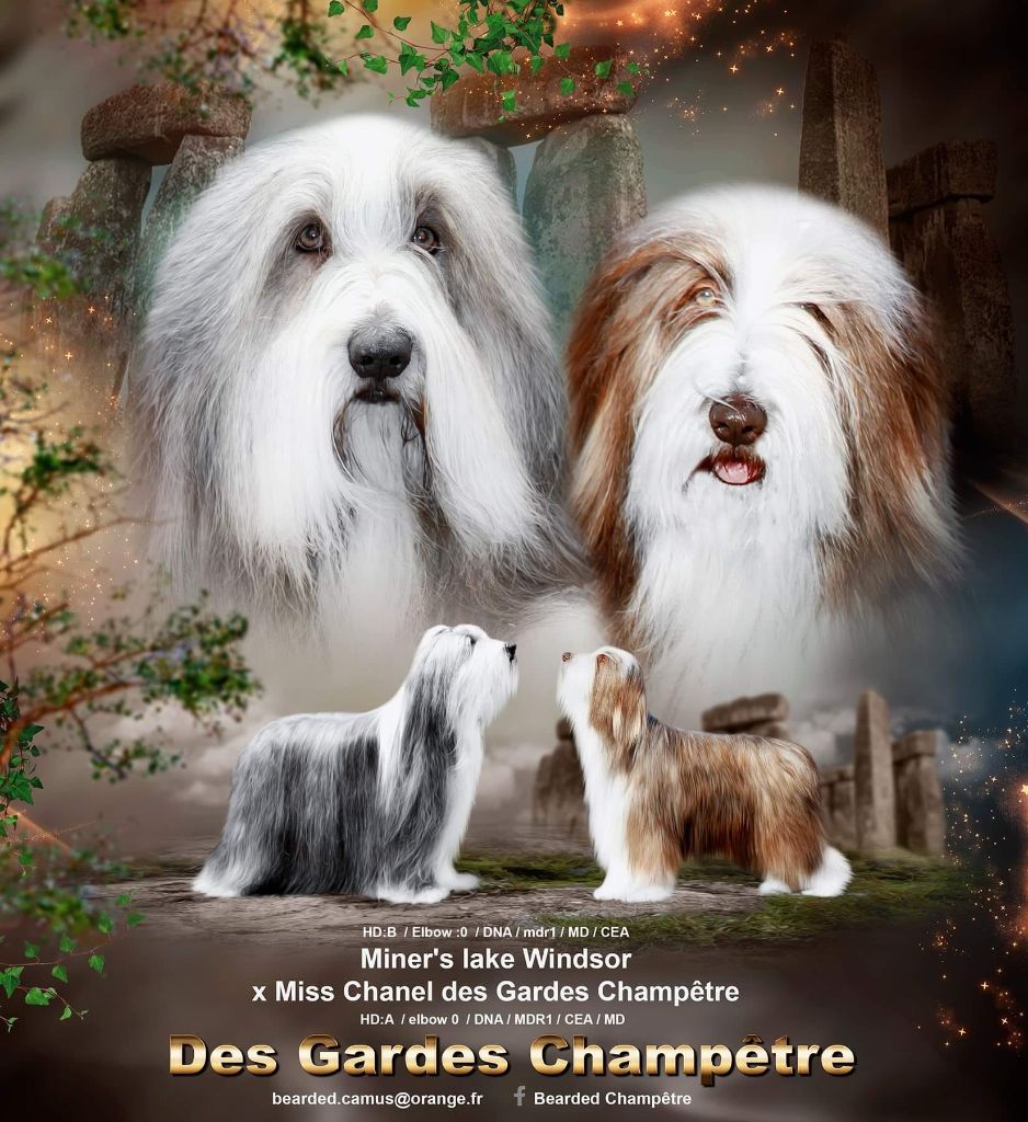 Des gardes champetres - Bearded Collie - Portée née le 26/04/2021